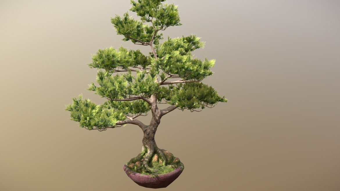 bonsai tree.thumb 1