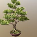 Bonsai Tree