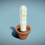 cactus with hair