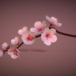 Cherry Blossoms Branch Rigged Animated