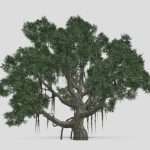 Chinese Banyan Tree-S1