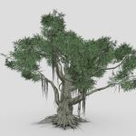 Chinese Banyan Tree-S2