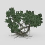 Chinese Banyan Tree-S5