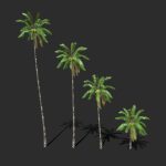 Coconut Palm Trees-01