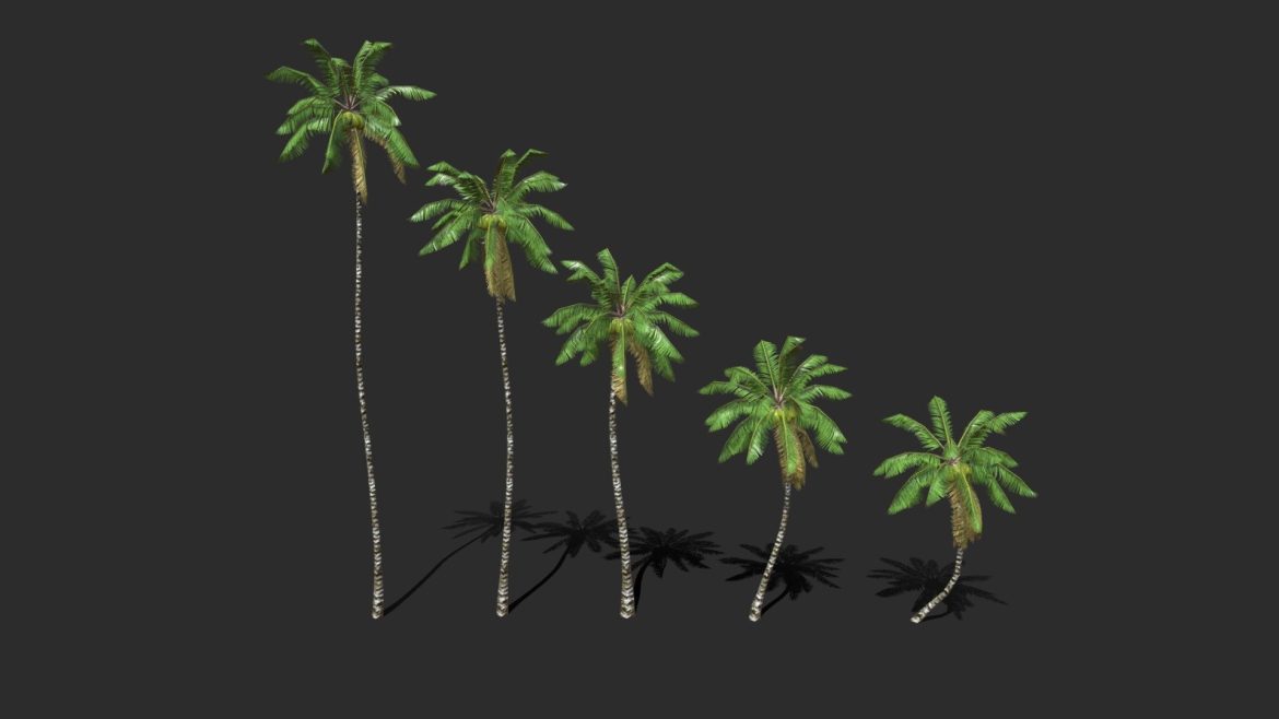 coconut palm trees 03.thumb