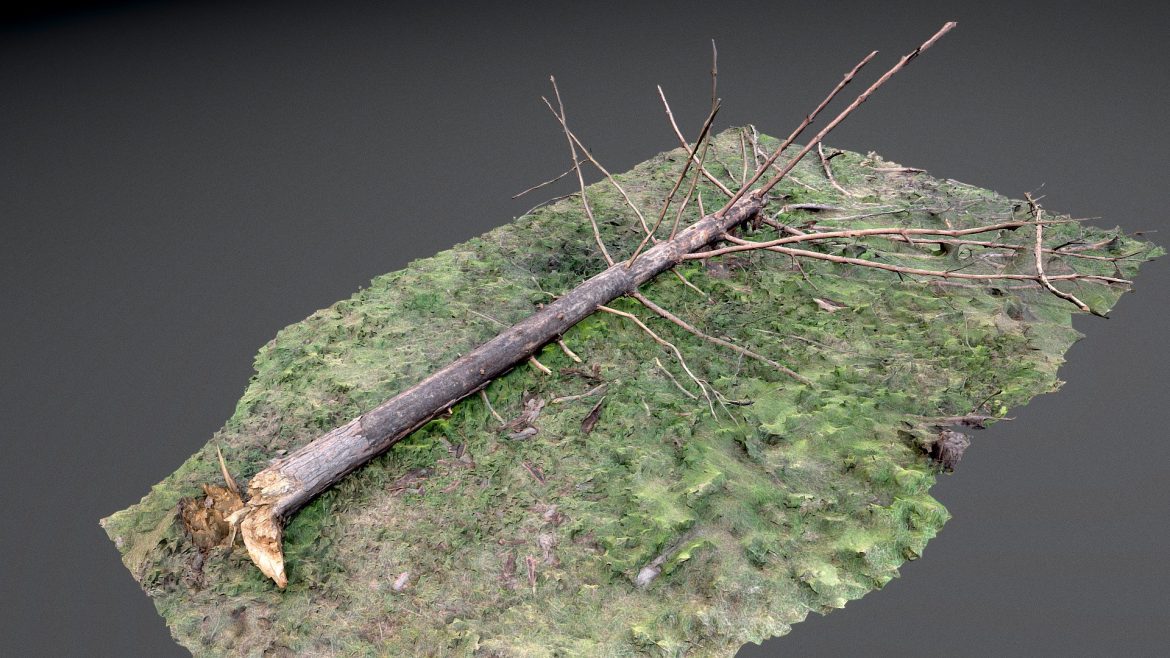 dry fallen pine tree.thumb 1