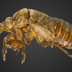 exoskeleton of a cicada mue de cigale scan.thumb 1