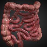 Human Intestines
