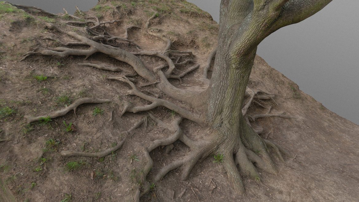 intertwined maple tree roots.thumb