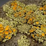 Lichen Macro Scan – Valles Caldera, New Mexico