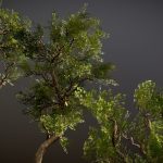 Low poly realistic trees pack