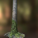 mossy tree trunk.thumb