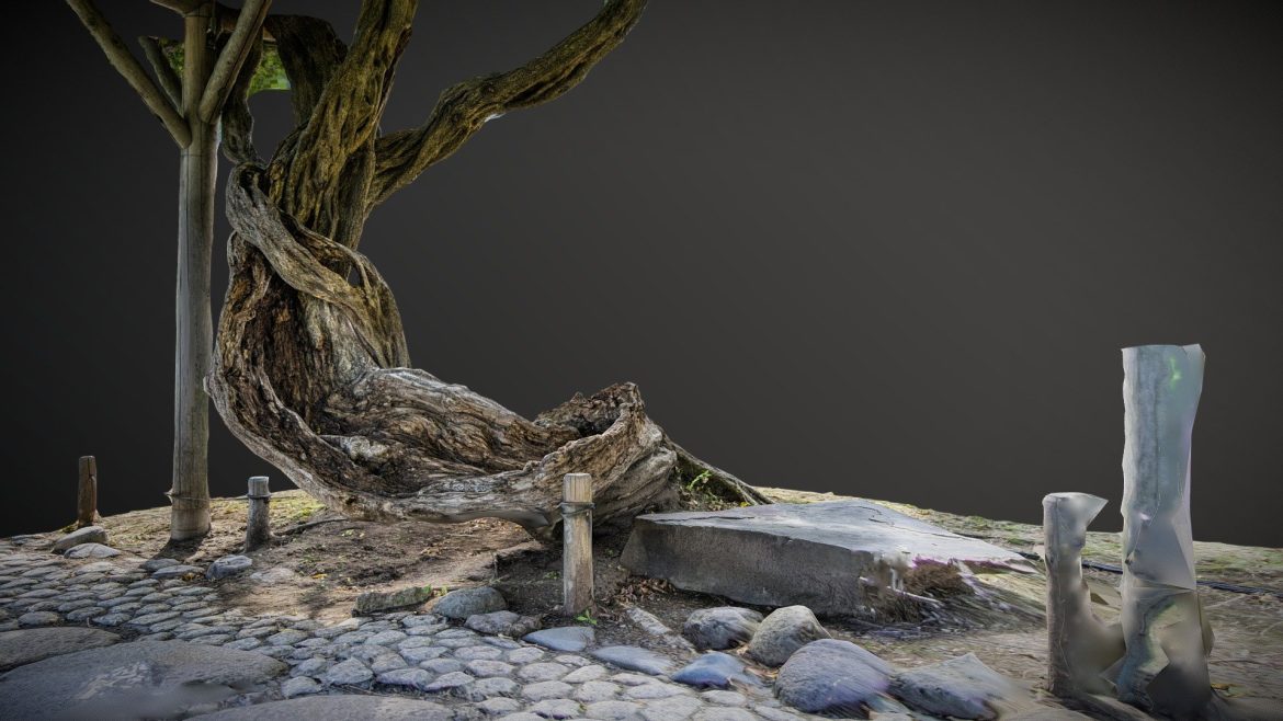 old japanese tree near road.thumb