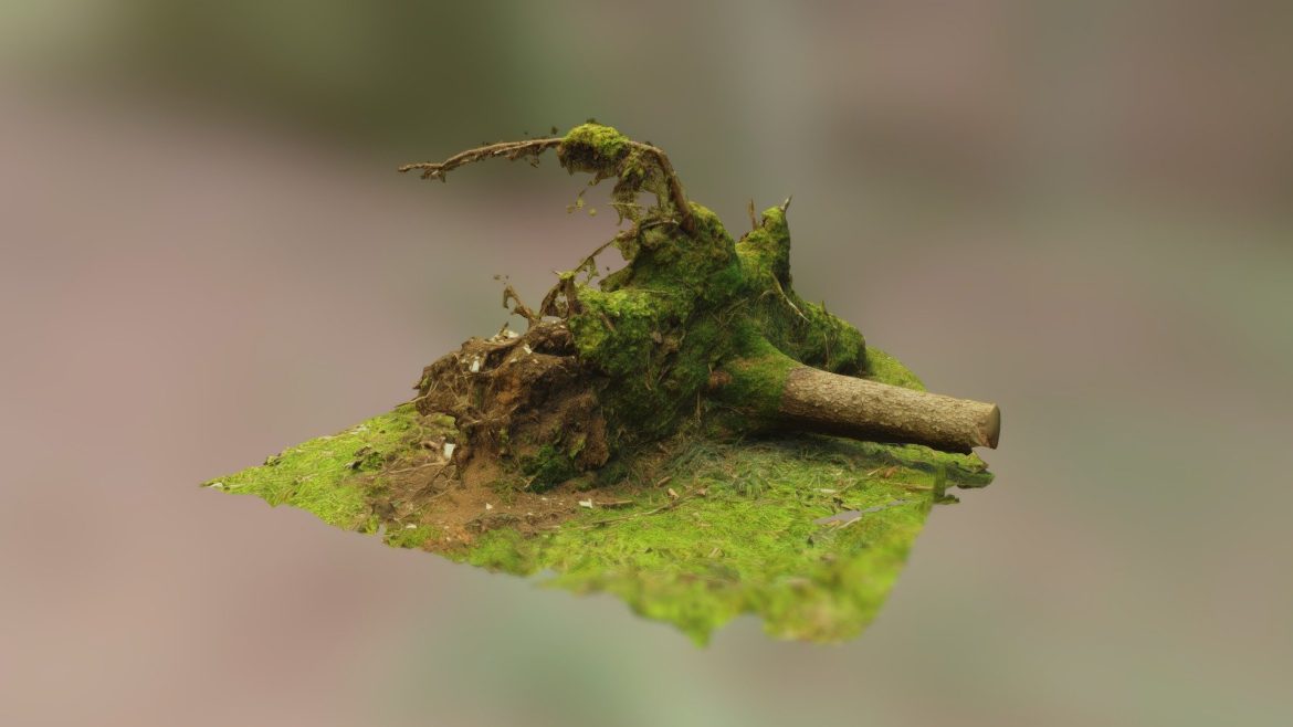 old spruce tree.thumb