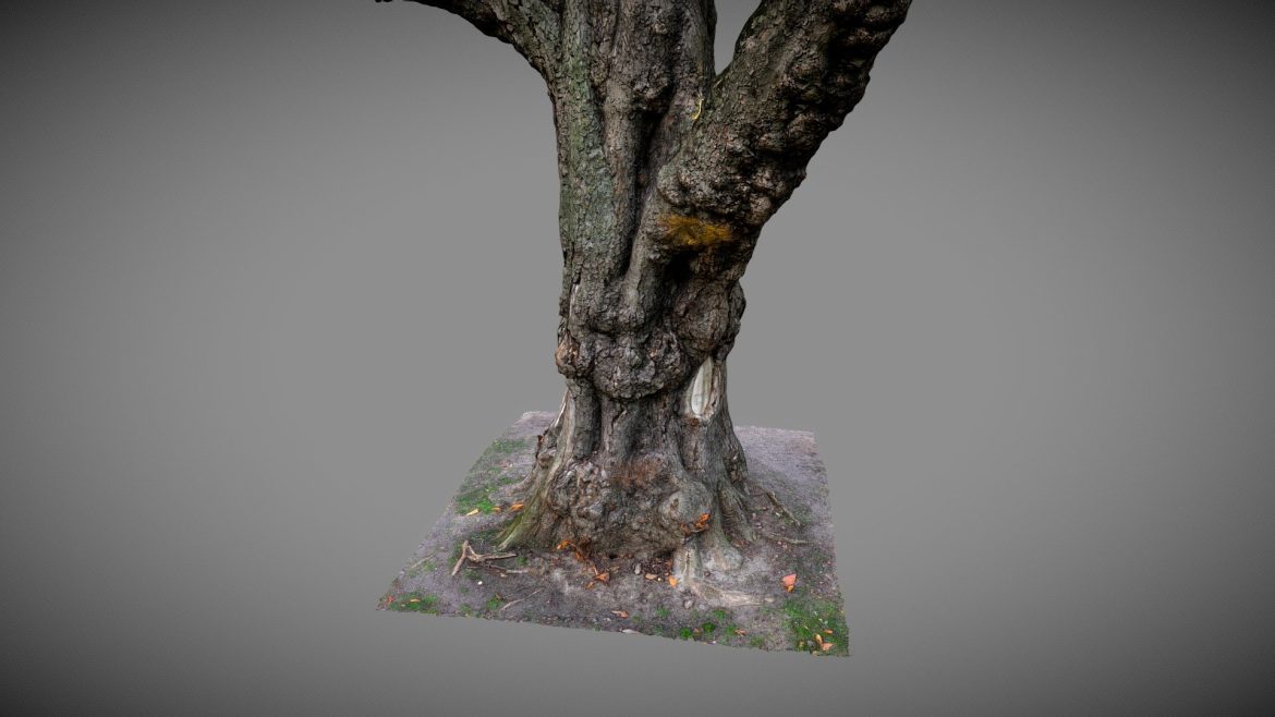 old tree.thumb