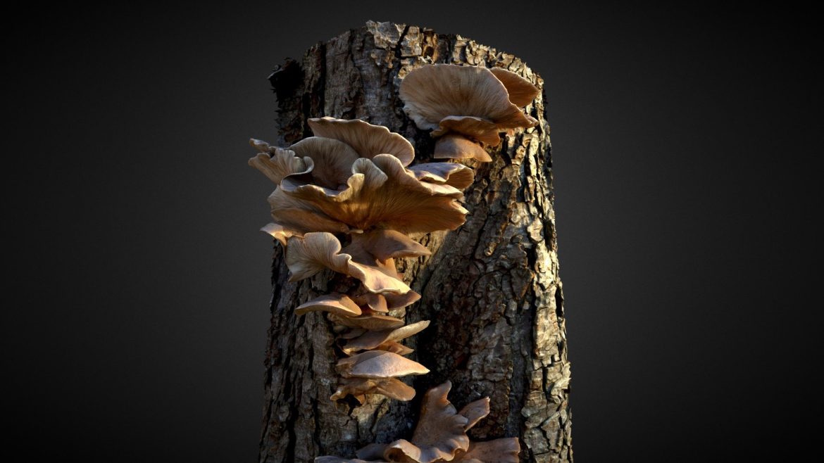 oyster mushroom fungi.thumb 1