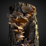 Oyster Mushroom / Fungi