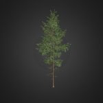 Pine Tree 3D Model 10.2m