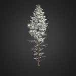 Pine Tree with Snow 3D Model 16m