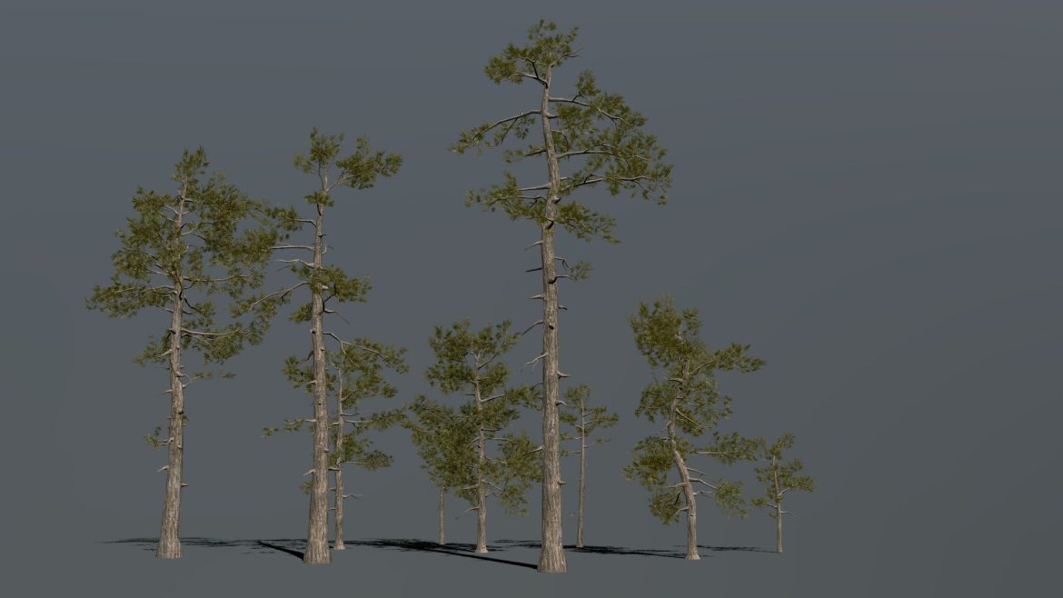 pine trees forest.thumb