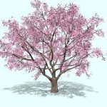 Sakura Tree Blossom cherry