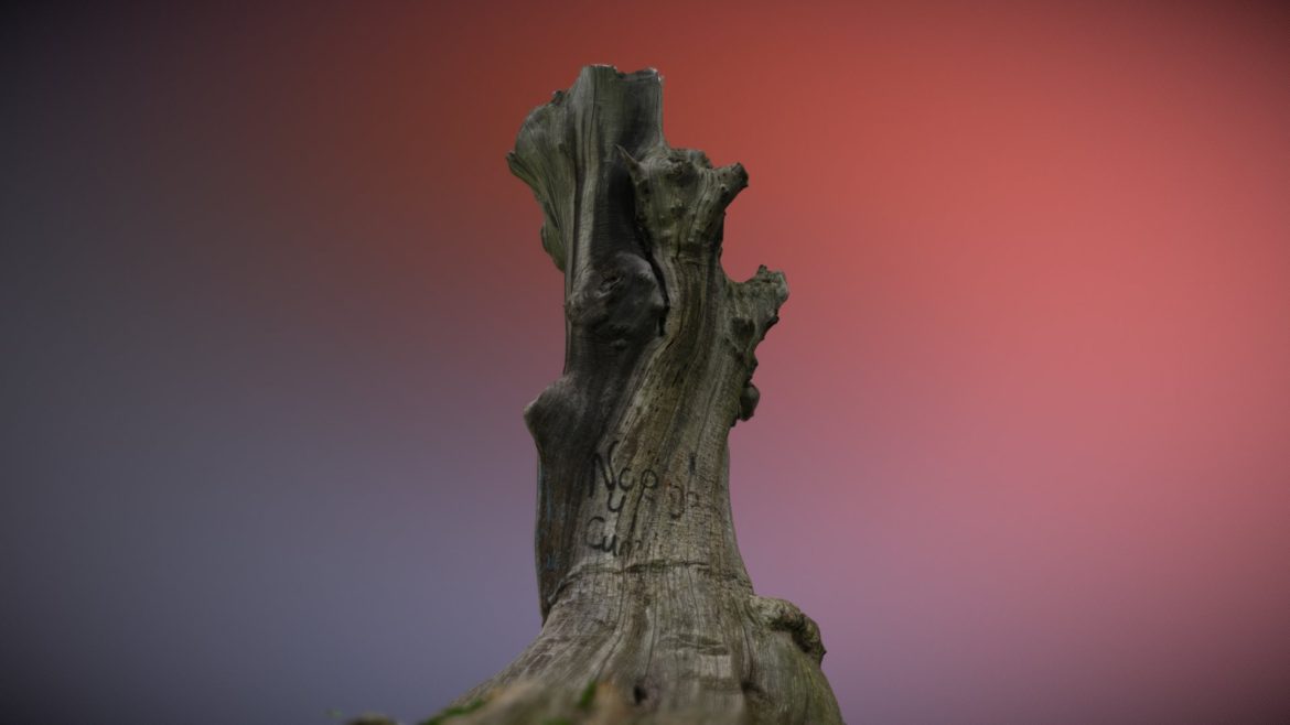 scanned tree trunk.thumb 1