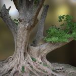 Tree photogrammetry scan