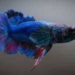 Tropical “River” Fish 3