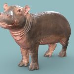 Baby Hippo