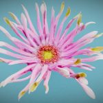 Barberton Daisy Gerbera Jamesonii 2