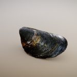 Black Mussel (Surface Macro)