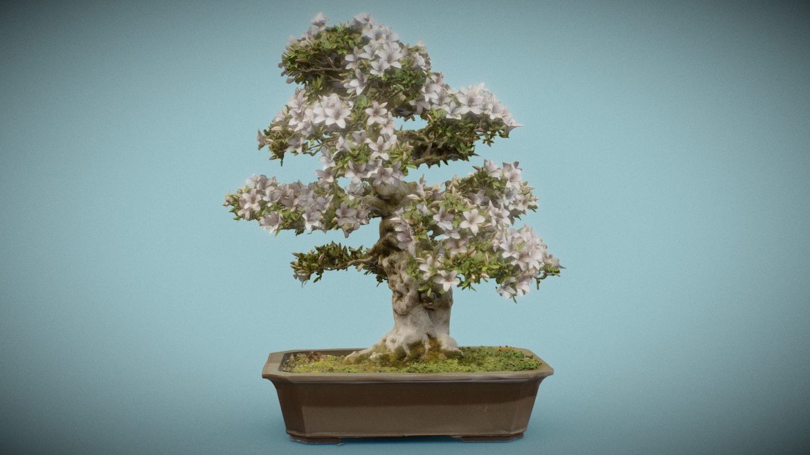 bonsai 1.thumb