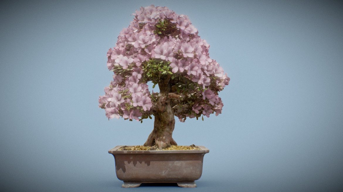 bonsai 14.thumb
