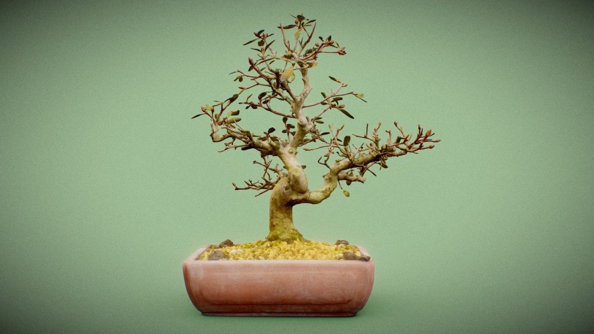 bonsai 16.thumb 2