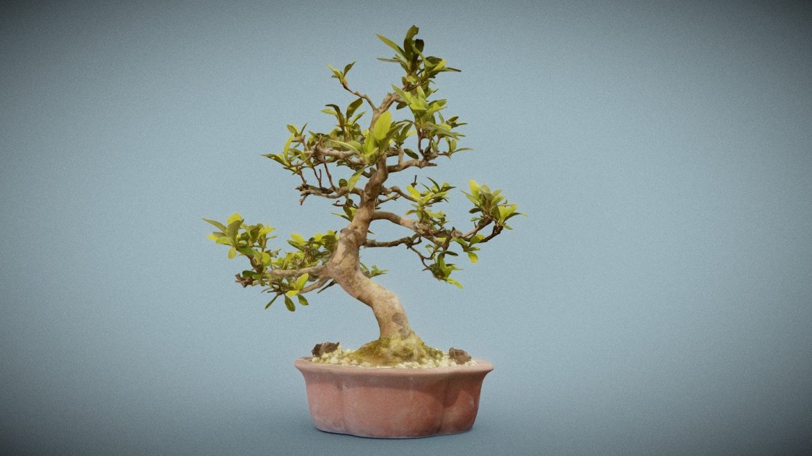 bonsai 17.thumb