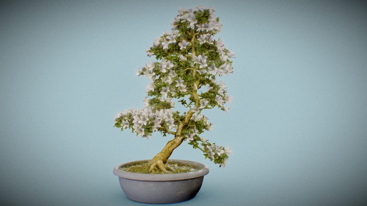 bonsai 3.thumb