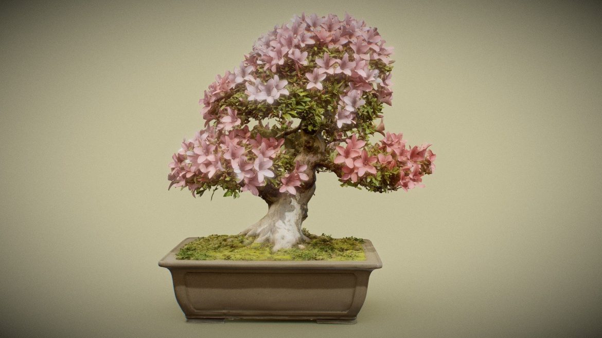 bonsai 6.thumb 3
