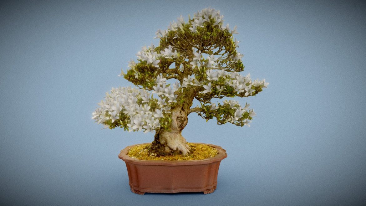 bonsai 7.thumb 2