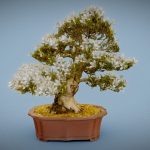 Bonsai 7