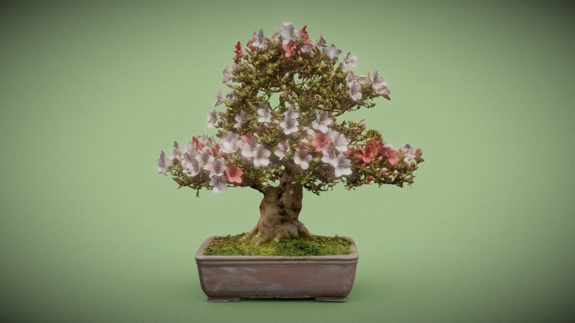 bonsai 9.thumb