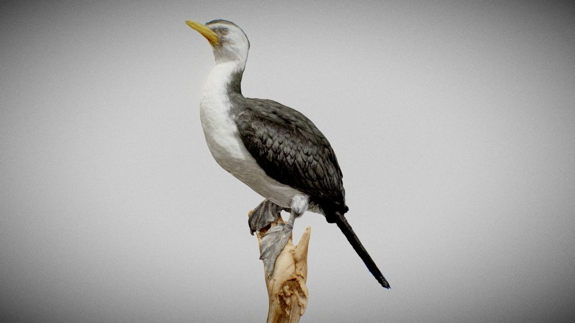 bonte aalscholver.thumb 5