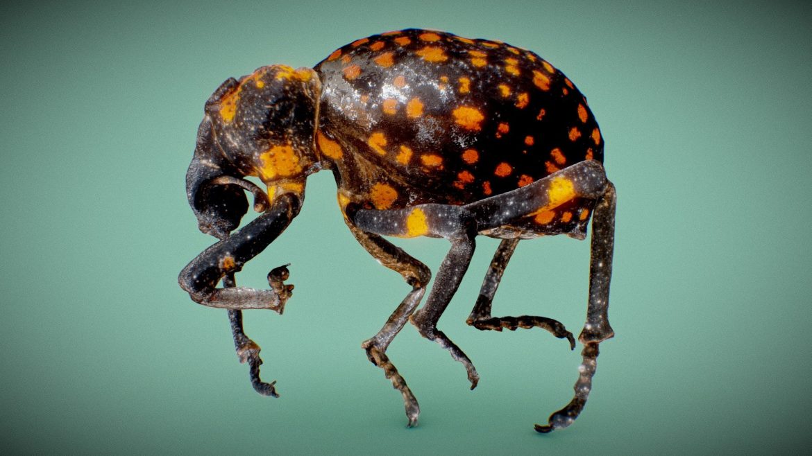 brachycerus ornatus.thumb