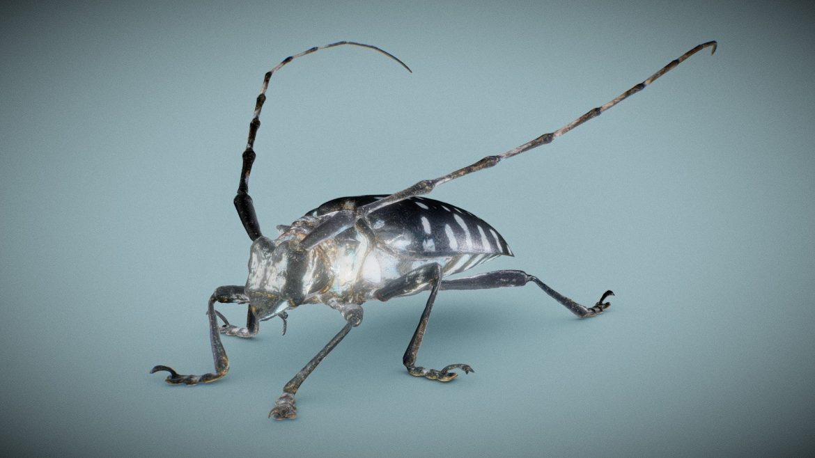 calloplophora sollii beatle.thumb