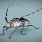 Calloplophora Sollii Beatle