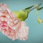 Carnation Clove Pink Dianthus Caryophyllus 2