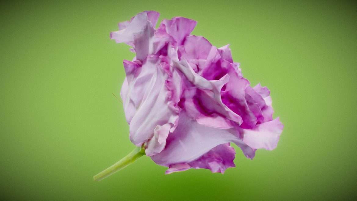 carnation clove pink dianthus caryophyllus.thumb