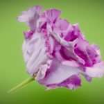 Carnation Clove Pink Dianthus Caryophyllus