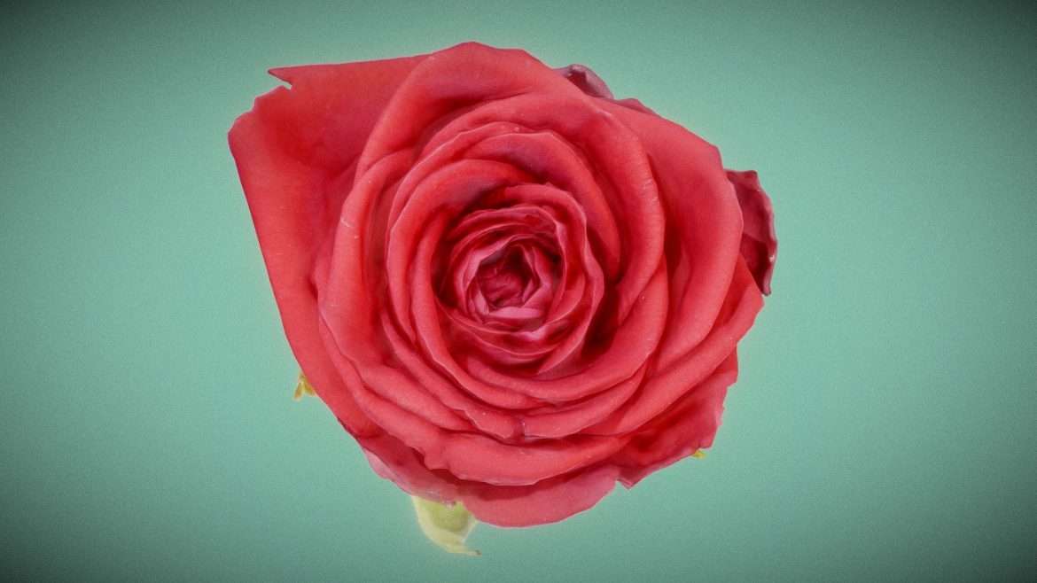 china chinese rose rosa chinensis 2.thumb