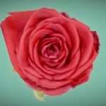 china chinese rose rosa chinensis 2.thumb