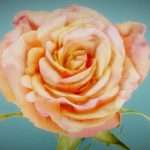 China Chinese Rose Rosa Chinensis